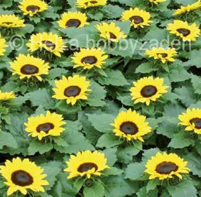 Helianthus annuus Merida® F1 Goudgeel