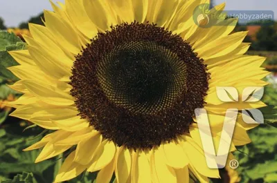 Helianthus annuus Sunrich F1Lemon