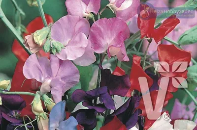 Lathyrus odoratus Royal Mix