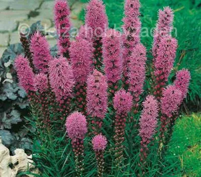 Liatris spicata Kobold