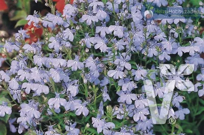 Lobelia erinus Riviera Sky Blue