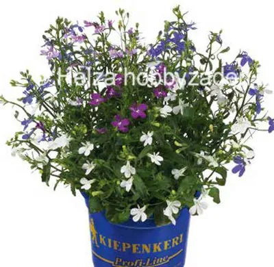 Lobelia erinus REGATTA Mix