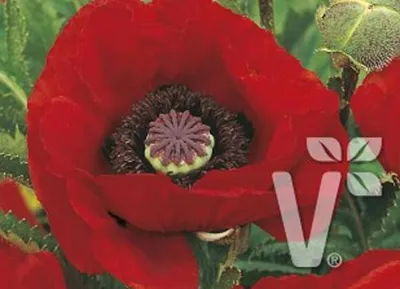 Papaver orientale Allegro