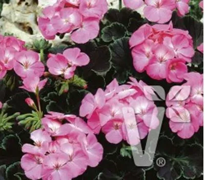 Pelargonium x zonale Nekita® F1Deep Rose