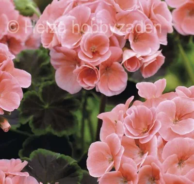 Pelargonium x zonale Nekita® F1Salmon