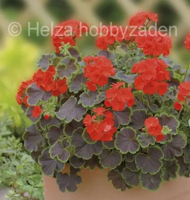Pelargonium x zonale Nekita® F1Scarlet