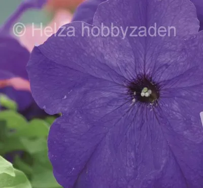 Petunia x grandiflora Finity F1Blue