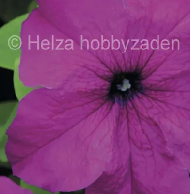 Petunia x grandiflora Finity F1Purple