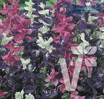 Salvia viridis Sagitta Formula Mix