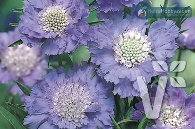 Scabiosa caucasica Fama Deep Blue