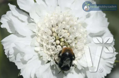 Scabiosa caucasica Fama White