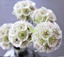 Scabiosa Stellata Ping Pong