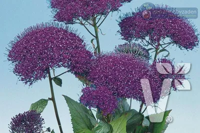 Trachelium caeruleum Pandora