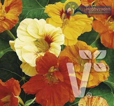 Tropaeolum majus Lobbianum