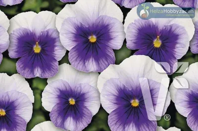 Viola x cornuta Twix® F1Beaconsfield