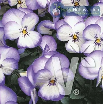 Viola x cornuta Twix® F1Coconut Swirl