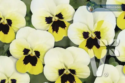Viola x cornuta Twix® F1Lemon Frost with Eye
