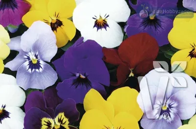 Viola x cornuta TWIX® F1 Mix with Eye