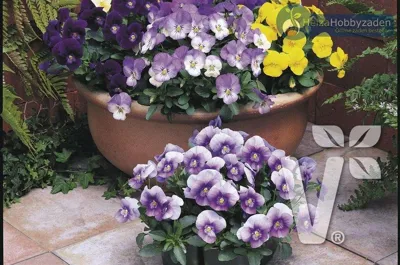 Viola x cornuta TWIX® F1 Elite Mix