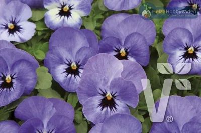Viola x cornuta Twix® Special F1Eye in the Sky