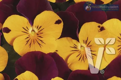 Viola x cornuta Twix® Special F1Orange Red Wing