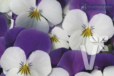 Viola x cornuta Twix® Power F1White Lilac Wing