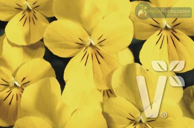 Viola x cornuta Carpet F1Golden Yellow