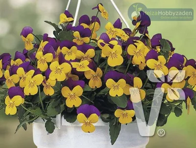 Viola x cornuta Carpet F1Purple Wing Yellow