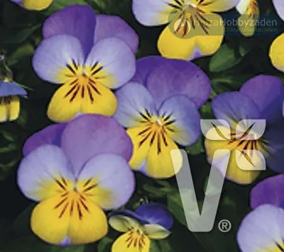 Viola x cornuta Carpet F1Yellow Heart Blue