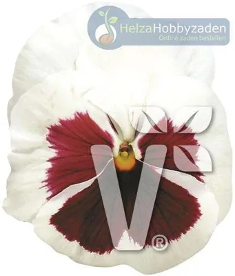 Viola x wittrockiana Carneval® Early F1White with Red Blotch