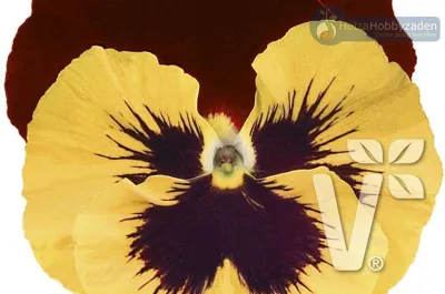 Viola x wittrockiana Carneval® Early F1Yellow Red Wing