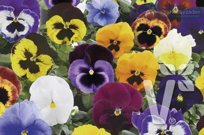 Viola x wittrockiana CARNEVAL® EARLY F1 Mix