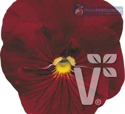 Viola x wittrockiana Carneval® F1Cherry
