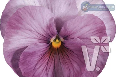 Viola x wittrockiana Carneval® F1Lavender