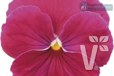 Viola x wittrockiana Carneval® F1Rose