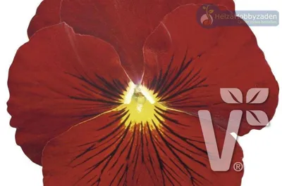 Viola x wittrockiana CARNEVAL® F1 Scarlet