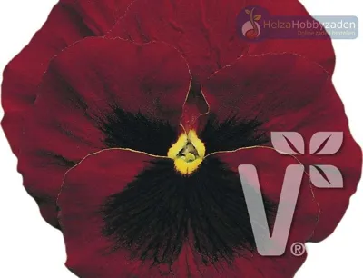 Viola x wittrockiana CARNEVAL® F1 Scarlet with Blotch