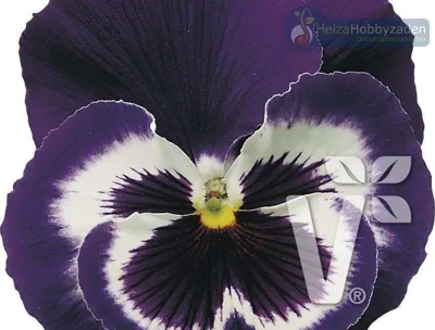 Viola x wittrockiana CARNEVAL® F1 Violet Face