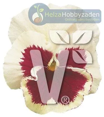Viola x wittrockiana Carneval® F1White with Rose Blotch