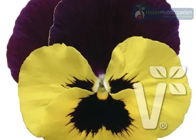 Viola x wittrockiana Carneval® F1Yellow Burgundy Wing