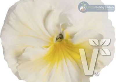 Viola x wittrockiana Carneval® F1Yellow Splash