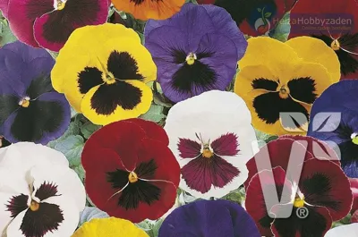 Viola x wittrockiana CARNEVAL® F1 With Face Mix