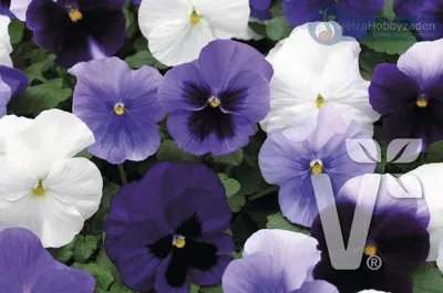 Viola x wittrockiana CARNEVAL® F1 Ocean Mix