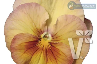Viola x wittrockiana Carneval® Special F1Apricot Shades