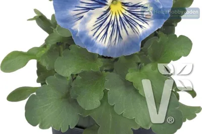 Viola x wittrockiana Cats® F1Light Blue