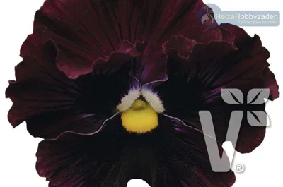 Viola x wittrockiana Orchi® F1Red