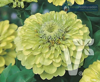 Zinnia elegans GULLIVER Lime