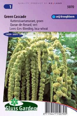 Amaranthus/Bladamarant/ Kattenstaartamarant, groen
