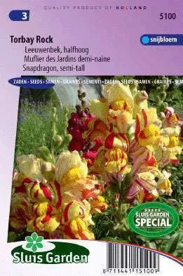 Leeuwenbek Antirrhinum Majus Nanum Torbay Rock