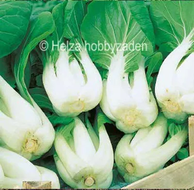 Pak Choi Joi Choi F1 1000 zaden